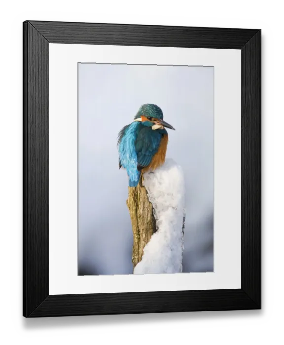 Framed Print : Common Kingfisher -Alcedo atthis- in winter on a perch, Germany