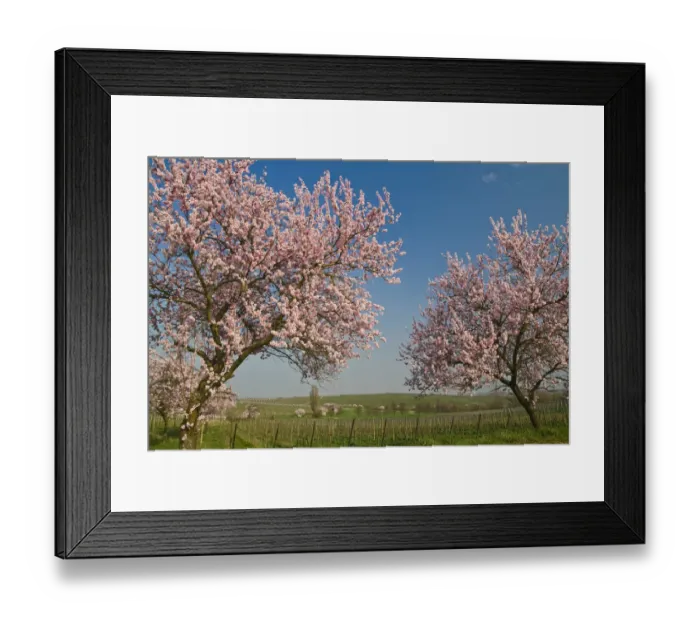 Framed Print : Almond blossom in the Palatinate, Rhineland-Palatinate, Germany, Europe Framed Print : Almond blossom in the Palatinate, Rhineland-Palatinate, Germany, Europe