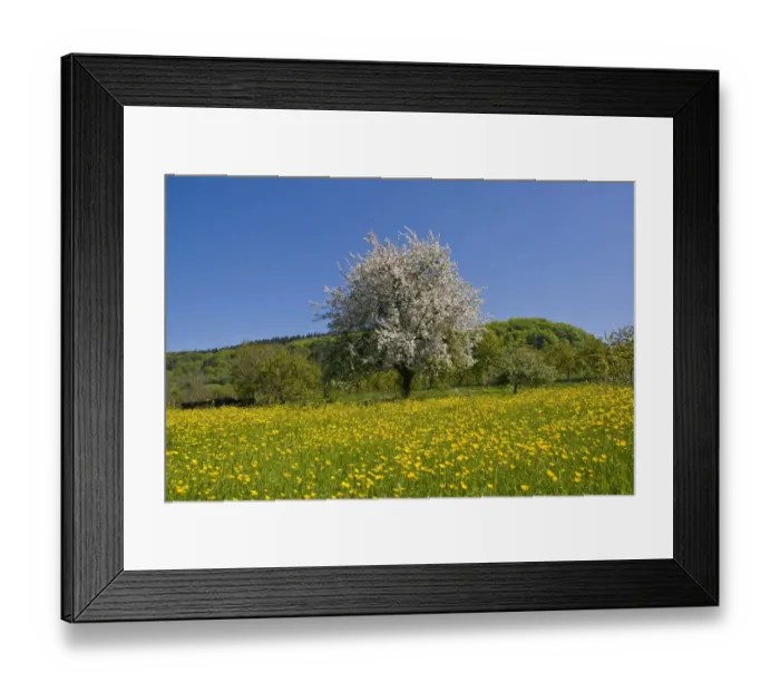Framed Print : Spring landscape in the south Black Forest, Baden-Wuerttemberg, Germany, Europe