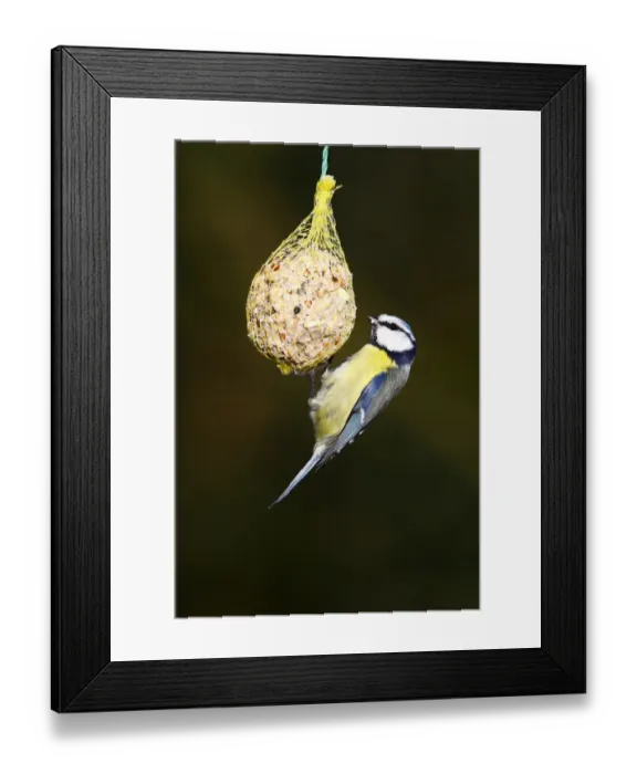 Framed Print : Blue Tit -Parus caeruleus- hanging from a fat ball Framed Print : Blue Tit -Parus caeruleus- hanging from a fat ball