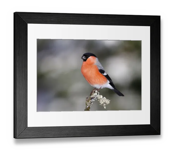 Framed Print : Bullfinch -Pyrrhula-, male sitting on a lichen-covered branch Framed Print : Bullfinch -Pyrrhula-, male sitting on a lichen-covered branch