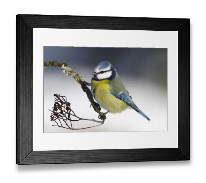 Framed Print : Blue Tit -Parus caeruleus- sitting on a branch Framed Print : Blue Tit -Parus caeruleus- sitting on a branch