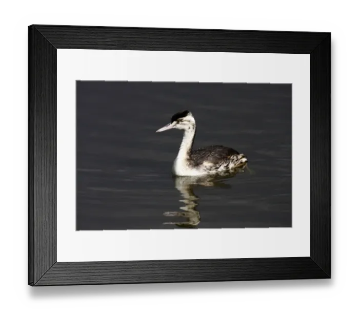 Framed Print : Great Crested Grebe -Podiceps cristatus-, swimming juvenile Framed Print : Great Crested Grebe -Podiceps cristatus-, swimming juvenile