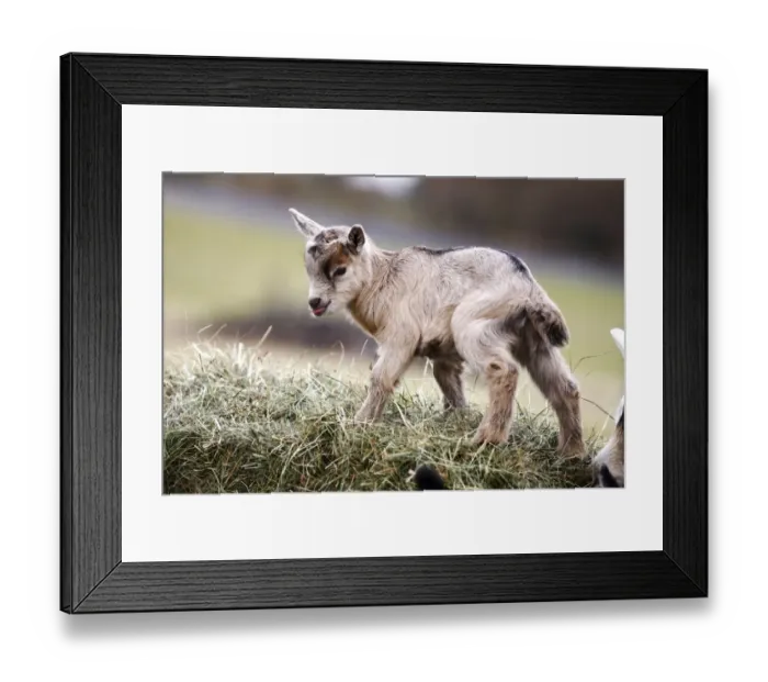 Framed Print : Domestic goat -Capra hircus, Capra aegagrus hircus-, kid climbing up a hay bale - IMPORTANT Non-exclusive usage, retail calendar, duration Jan. 1, 2016 - Dec. 31, 2016, territory DEU, AUT, CHE -
