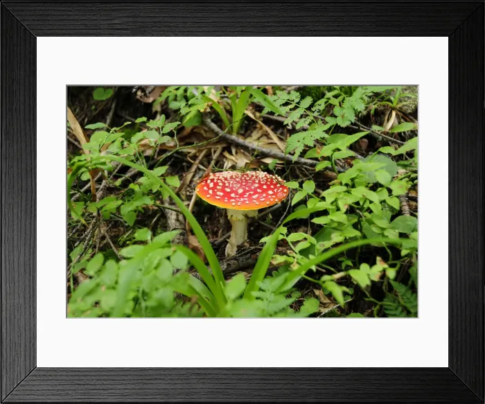 Framed Print : Fly agaric -Amanita muscaria- Framed Print : Fly agaric -Amanita muscaria-