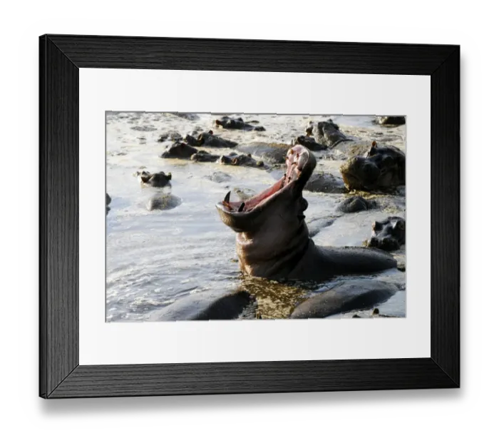 Framed Print : Yawning hippopotamus -Hippopotamus amphibius- in the Hippo Pool of Retina, Serengeti National Park, Tanzania, Africa Framed Print : Yawning hippopotamus -Hippopotamus amphibius- in the Hippo Pool of Retina, Serengeti National Park, Tanzania, Africa