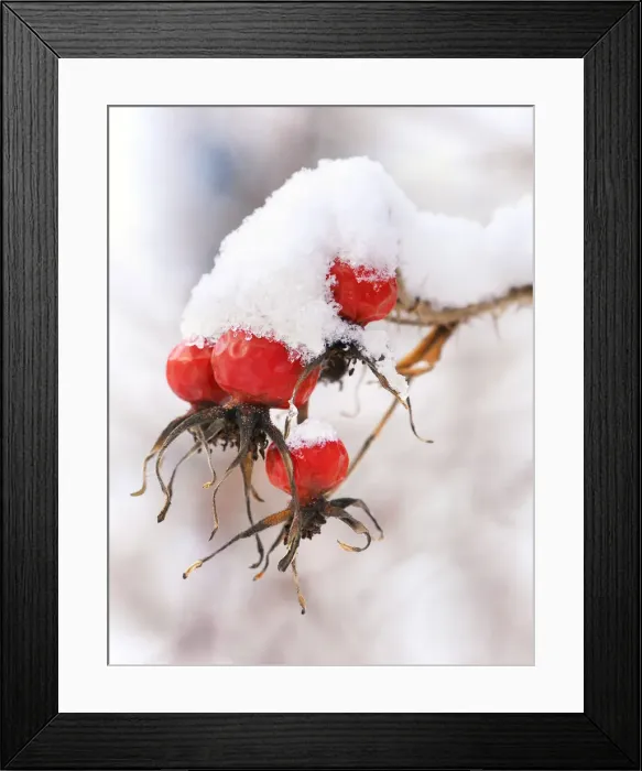 Framed Print : Wild rose in winter Framed Print : Wild rose in winter