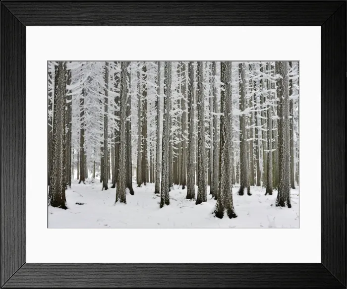 Framed Print : Coniferous forest covered with frost, Lindenberg, Switzerland, Europe Framed Print : Coniferous forest covered with frost, Lindenberg, Switzerland, Europe