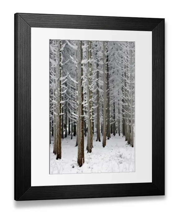 Framed Print : Coniferous forest covered with frost, Lindenberg, Switzerland, Europe Framed Print : Coniferous forest covered with frost, Lindenberg, Switzerland, Europe