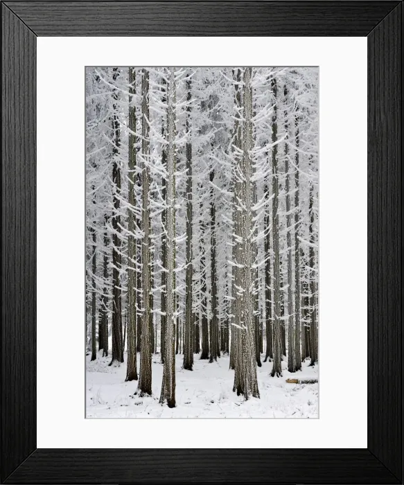 Framed Print : Coniferous forest covered with frost, Lindenberg, Switzerland, Europe Framed Print : Coniferous forest covered with frost, Lindenberg, Switzerland, Europe