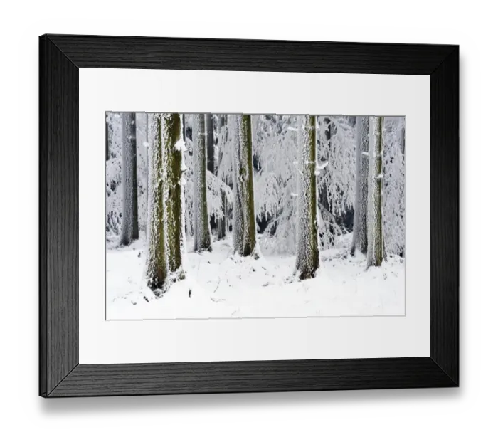 Framed Print : Snow-covered coniferous forest, Lindenberg, Switzerland, Europe Framed Print : Snow-covered coniferous forest, Lindenberg, Switzerland, Europe