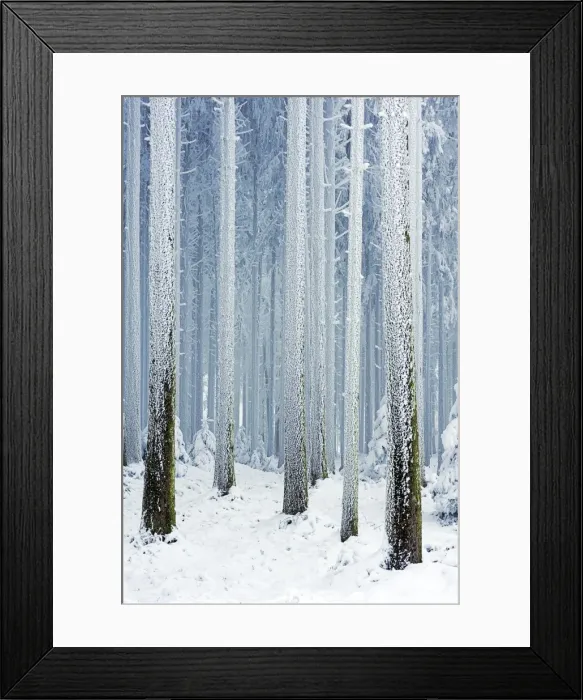Framed Print : Tree trunks covered with frost, Lindenberg, Switzerland, Europe Framed Print : Tree trunks covered with frost, Lindenberg, Switzerland, Europe