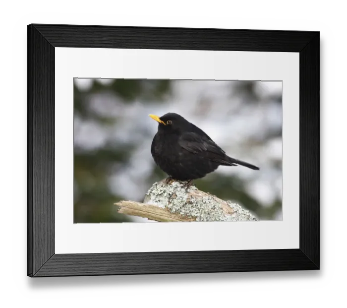 Framed Print : Blackbird -Turdus merula- male on a lichen-covered branch in winter Framed Print : Blackbird -Turdus merula- male on a lichen-covered branch in winter