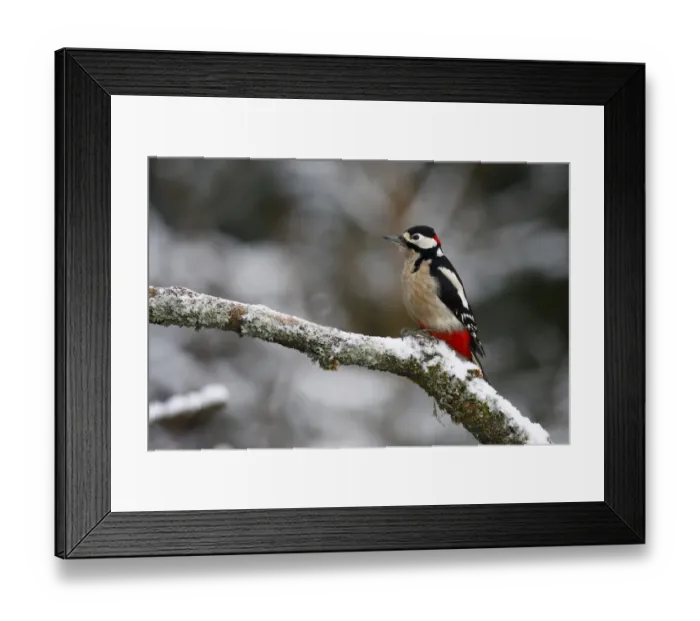 Framed Print : Great Spotted Woodpecker -Picoides major, Dendrocopos major-, male on a snowy branch in winter