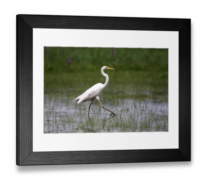 Framed Print : Great White Egret -Casmerodius albus-, walking through a swampy meadow
