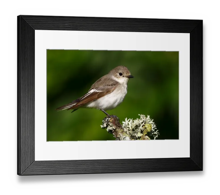 Framed Print : Pied flycatcher -Ficedula hypoleuca-, male sitting on a moss-covered branch Framed Print : Pied flycatcher -Ficedula hypoleuca-, male sitting on a moss-covered branch