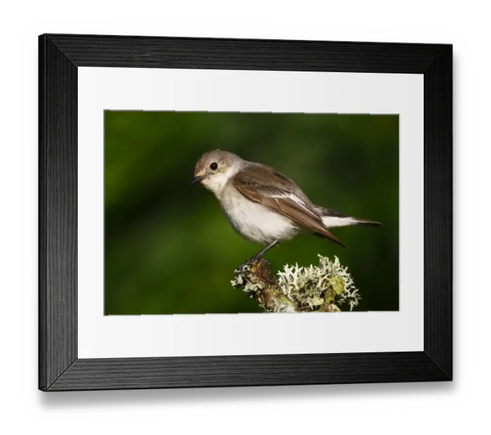 Framed Print : Pied flycatcher -Ficedula hypoleuca-, male sitting on a moss-covered branch Framed Print : Pied flycatcher -Ficedula hypoleuca-, male sitting on a moss-covered branch
