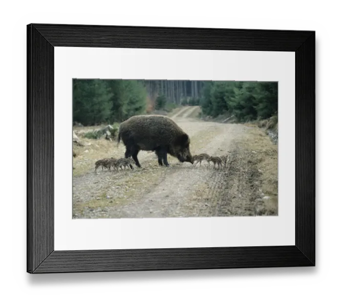 Framed Print : Wild Boars -Sus scrofa-, sow with 2-week old piglets on a forest path, Allgaeu, Bavaria, Germany, Europe Framed Print : Wild Boars -Sus scrofa-, sow with 2-week old piglets on a forest path, Allgaeu, Bavaria, Germany, Europe