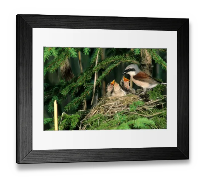 Framed Print : Red-backed Shrike -Lanius collurio-, male feeding young birds in the nest, Allgaeu, Bavaria, Germany, Europe Framed Print : Red-backed Shrike -Lanius collurio-, male feeding young birds in the nest, Allgaeu, Bavaria, Germany, Europe