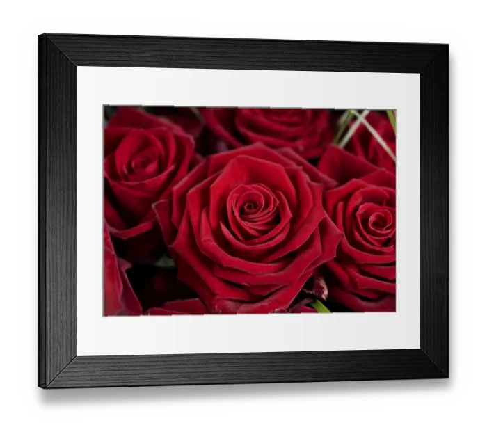 Framed Print : Red Rose blossoms -Rosa- Framed Print : Red Rose blossoms -Rosa-