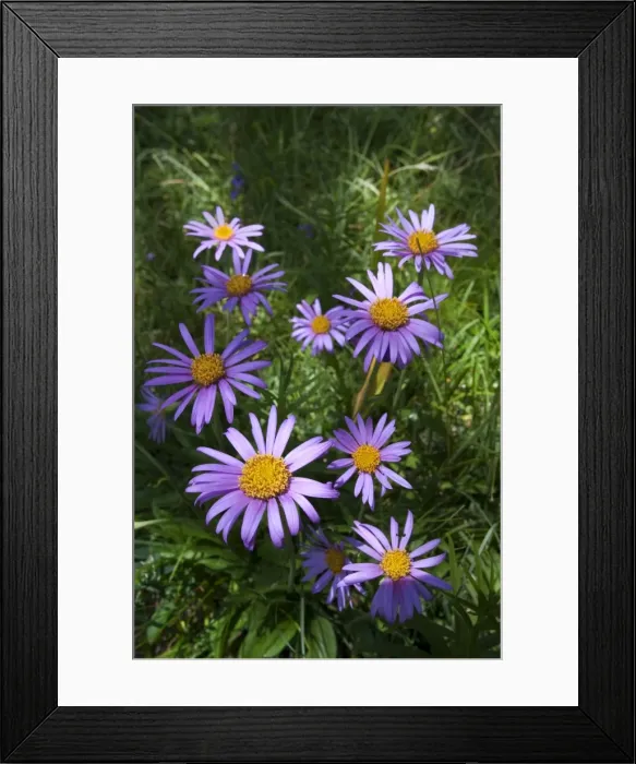 Framed Print : Alpine Aster -Aster alpinus-, Passo di Costalunga, South Tyrol, Italy, Europe Framed Print : Alpine Aster -Aster alpinus-, Passo di Costalunga, South Tyrol, Italy, Europe
