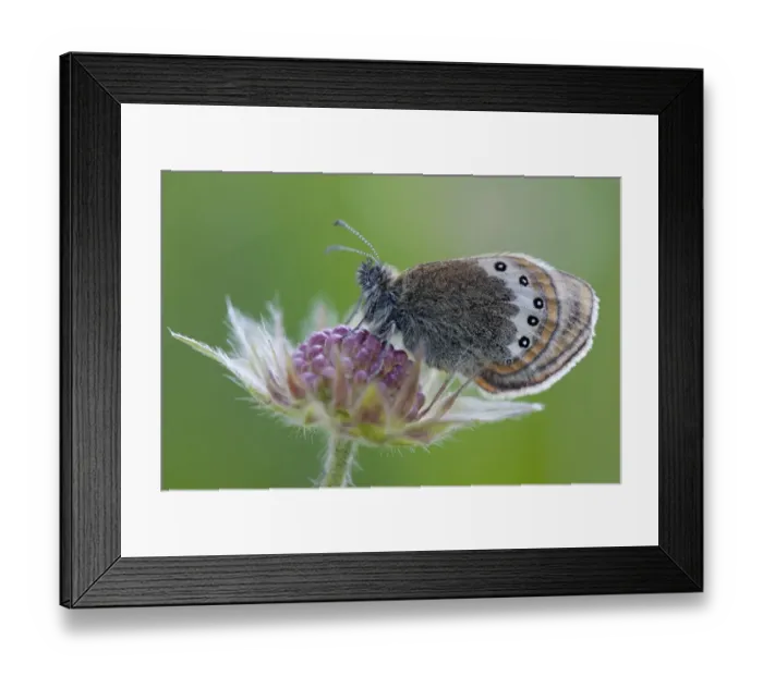 Framed Print : Alpine Heath -Coenonympha gardetta- Framed Print : Alpine Heath -Coenonympha gardetta-