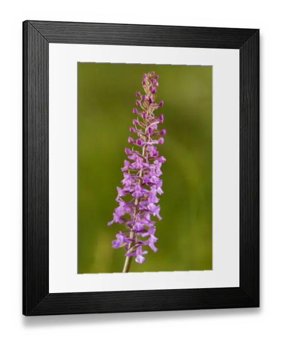 Framed Print : Fragrant Orchid -Gymnadenia conopsea-, Passo di Costalunga, South Tyrol, Italy, Europe Framed Print : Fragrant Orchid -Gymnadenia conopsea-, Passo di Costalunga, South Tyrol, Italy, Europe