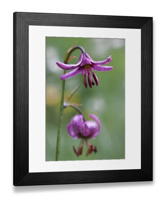 Framed Print : Martagon or Turks cap lily -Lilium martagon- Framed Print : Martagon or Turks cap lily -Lilium martagon-