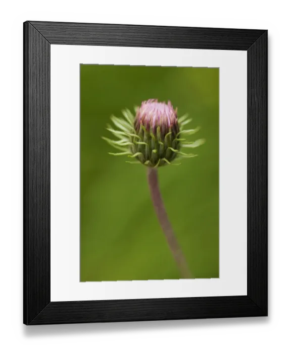 Framed Print : Creeping Thistle -Cirsium arvense- Framed Print : Creeping Thistle -Cirsium arvense-