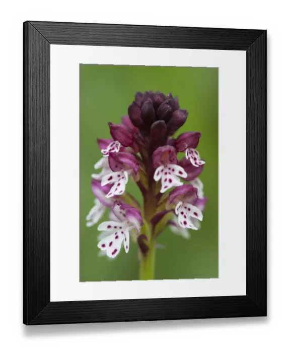 Framed Print : Burnt orchid -Orchis ustulata-, Dolomites, South Tyrol, Italy, Europe Framed Print : Burnt orchid -Orchis ustulata-, Dolomites, South Tyrol, Italy, Europe