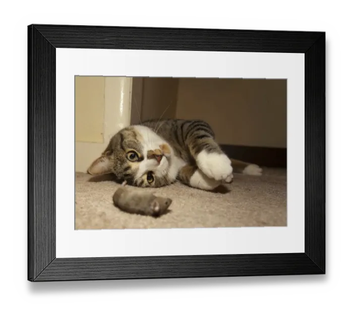 Framed Print : Domestic cat, housecat -Felis catus-, catches, plays with Common house mouse -Mus musculus-