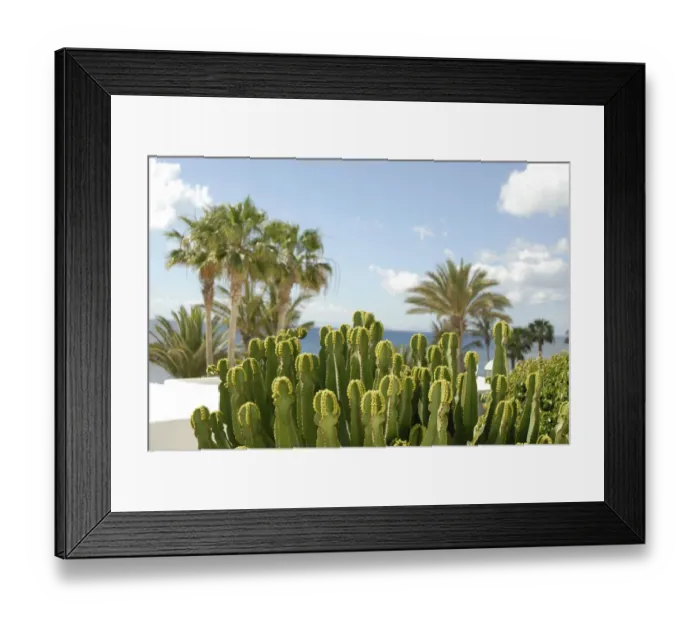 Framed Print : Spurges, Lanzarote, Canary Islands, Spain, Europe Framed Print : Spurges, Lanzarote, Canary Islands, Spain, Europe