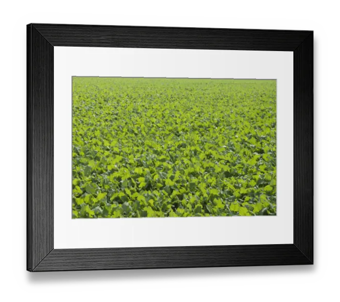 Framed Print : Winter oilseed rape, hibernating, frost-resistant green manure plant, enhances the biological activity of the soil Framed Print : Winter oilseed rape, hibernating, frost-resistant green manure plant, enhances the biological activity of the soil