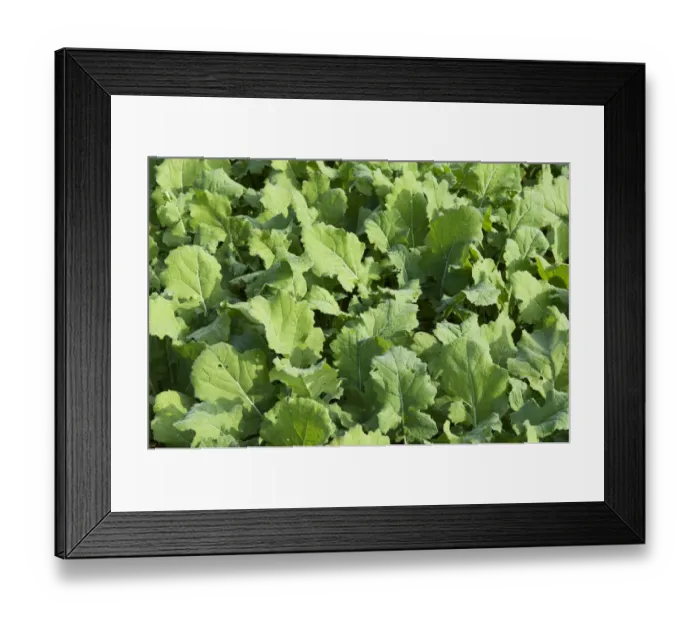 Framed Print : Winter oilseed rape, hibernating, frost-resistant green manure plant, enhances the biological activity of the soil Framed Print : Winter oilseed rape, hibernating, frost-resistant green manure plant, enhances the biological activity of the soil