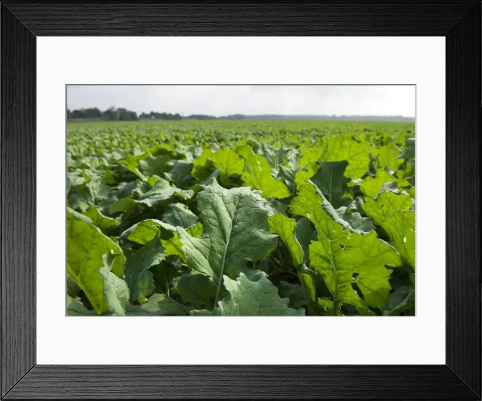 Framed Print : Winter oilseed rape, hibernating, frost-resistant green manure plant, enhances the biological activity of the soil Framed Print : Winter oilseed rape, hibernating, frost-resistant green manure plant, enhances the biological activity of the soil