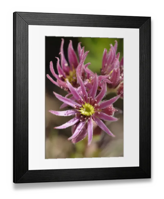 Framed Print : Mountain Houseleek -Sempervivum montanum-, Schladminger Tauern mountain range, Styria, Austria, Europe