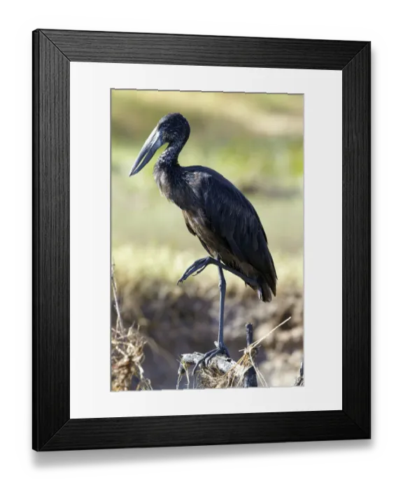 Framed Print : African Openbill -Anastomus lamelligerus-, Zambezi, Zambia, Africa
