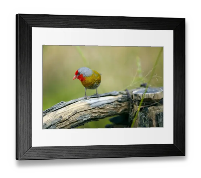Framed Print : Green-winged Pytilia -Pytilia melba-, Waterberg Plateau Park, Namibia, Africa Framed Print : Green-winged Pytilia -Pytilia melba-, Waterberg Plateau Park, Namibia, Africa