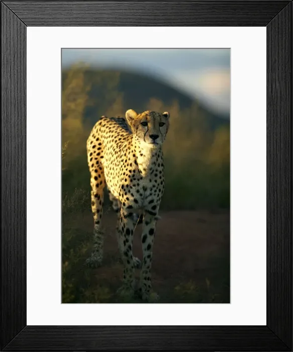 Framed Print : Cheetah -Acinonyx jubatus-, Waterberg Plateau Park, Namibia, Africa Framed Print : Cheetah -Acinonyx jubatus-, Waterberg Plateau Park, Namibia, Africa