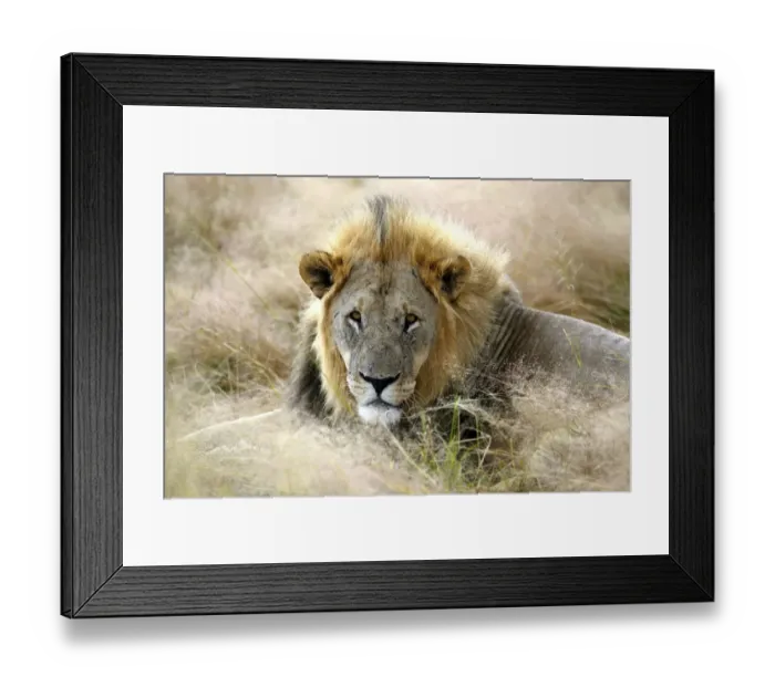 Framed Print : Lion -Panthera leo-, Etosha National Park, Namibia, Africa Framed Print : Lion -Panthera leo-, Etosha National Park, Namibia, Africa