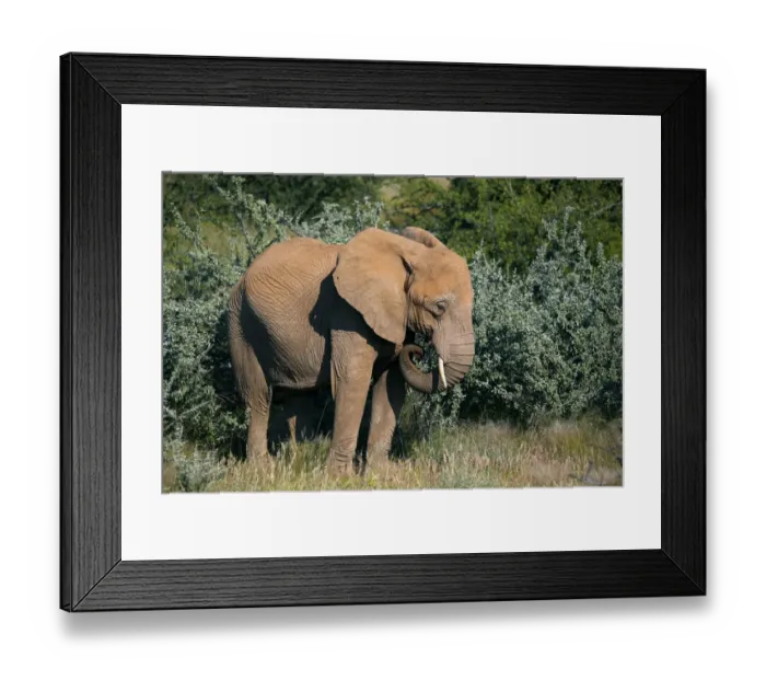 Framed Print : African Forest Elephant -Loxodonta cyclotis-, Damaraland, Namibia, Africa