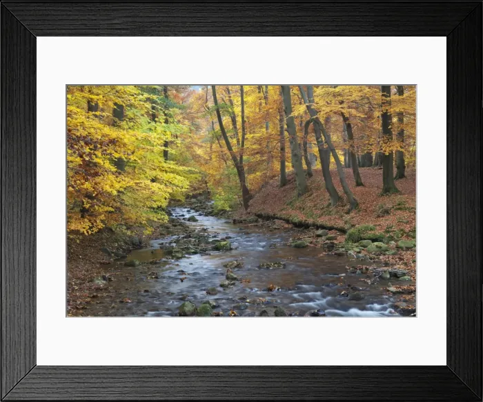 Framed Print : Ilse brook in autumn, Ilsetal valley, Harz region, Saxony-Anhalt, Germany, Europe Framed Print : Ilse brook in autumn, Ilsetal valley, Harz region, Saxony-Anhalt, Germany, Europe