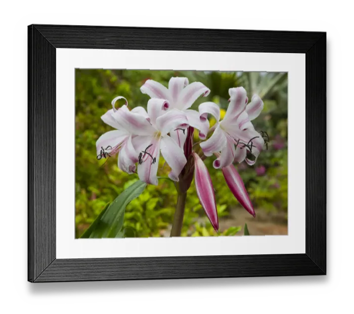 Framed Print : True Lily -Lilium-, blossom, Seychelles, Africa, Indian Ocean Framed Print : True Lily -Lilium-, blossom, Seychelles, Africa, Indian Ocean