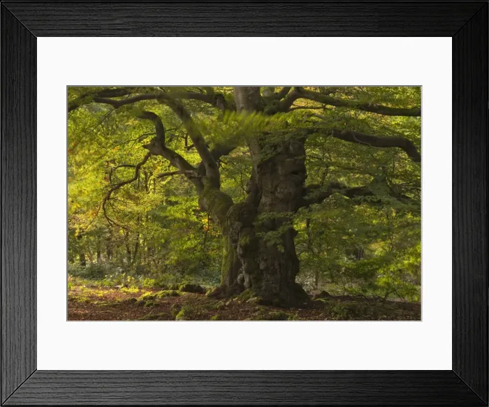 Framed Print : European Beech or Common Beech -Fagus sylvatica-, wood pasture, autumn, Halloh-wald forest, Hesse, Germany, Europe