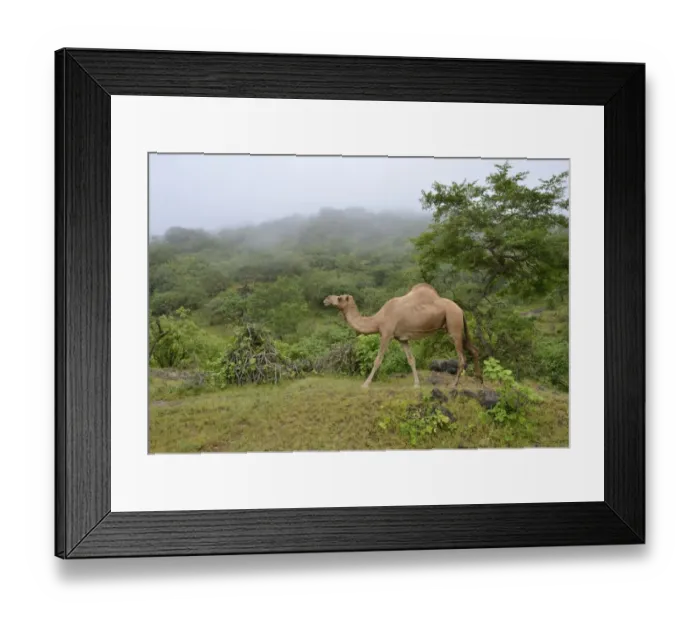 Framed Print : Dromedary -Camelus dromedarius- crossing the green mountains during monsoon season, or Khareef season, Wadi Derbat, near Salalah, Dhofar Region, Oman Framed Print : Dromedary -Camelus dromedarius- crossing the green mountains during monsoon season, or Khareef season, Wadi Derbat, near Salalah, Dhofar Region, Oman