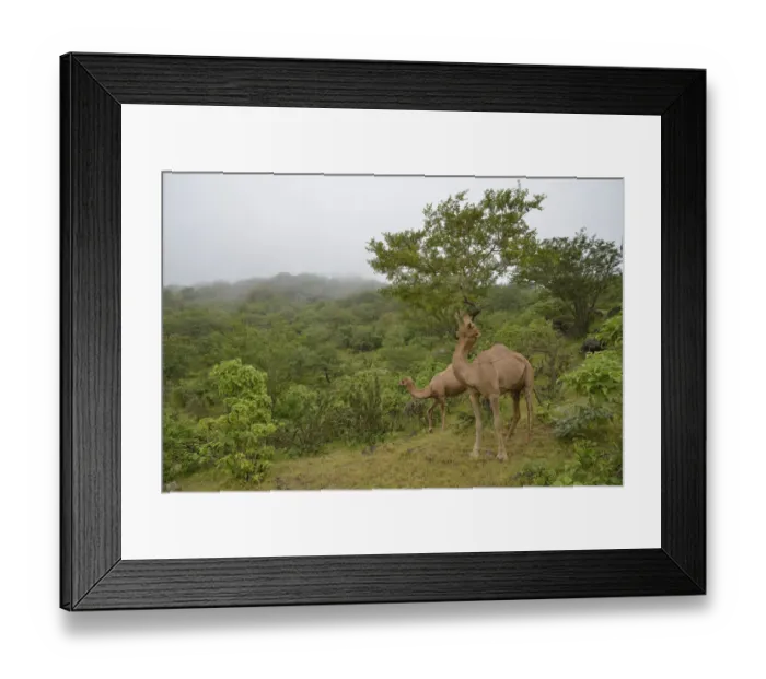 Framed Print : Dromedary -Camelus dromedarius- feeding from a tree during the monsoon season, or Khareef season, in the green mountains, Wadi Derbat, near Salalah, Dhofar Region, Oman Framed Print : Dromedary -Camelus dromedarius- feeding from a tree during the monsoon season, or Khareef season, in the green mountains, Wadi Derbat, near Salalah, Dhofar Region, Oman