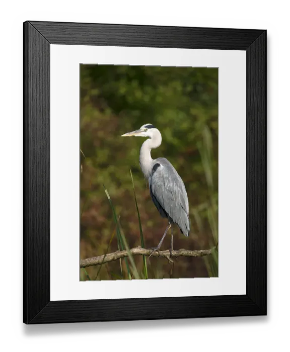 Framed Print : Grey Heron -Ardea cinerea-, Tyrol, Austria Framed Print : Grey Heron -Ardea cinerea-, Tyrol, Austria