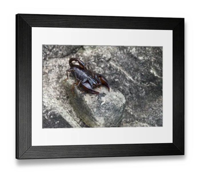Framed Print : Alpenskorpion -Euscorpius germanus-, Gurgltal, Tyrol, Austria Framed Print : Alpenskorpion -Euscorpius germanus-, Gurgltal, Tyrol, Austria