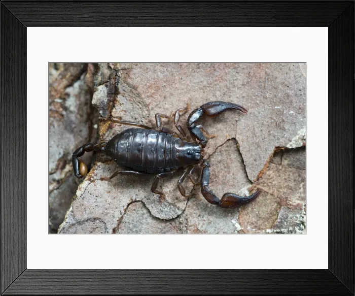 Framed Print : Alpenskorpion -Euscorpius germanus-, Gurgltal, Tyrol, Austria Framed Print : Alpenskorpion -Euscorpius germanus-, Gurgltal, Tyrol, Austria