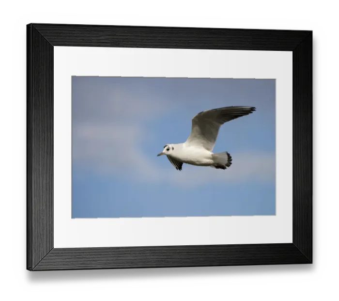 Framed Print : Black-headed Gull -Larus ridibundus-, Chiemsee, Bavaria, Germany Framed Print : Black-headed Gull -Larus ridibundus-, Chiemsee, Bavaria, Germany